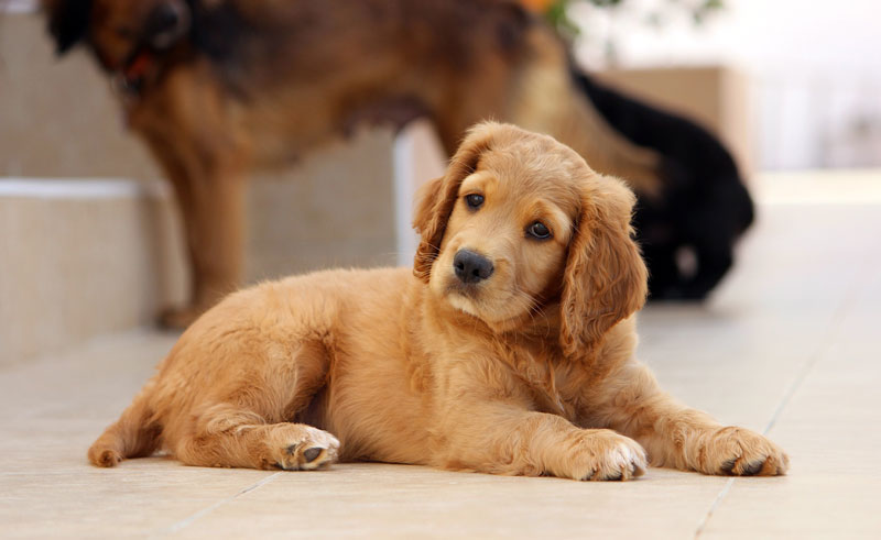 Puppy Buying Guide