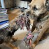 Bert and Pip